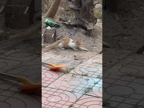 Huyền Bi Bị Mèo Giấu Kẹo - Cat Hides Candy #huyenbi #funny #shortvideo #viralvideo