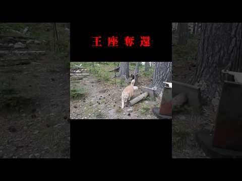 王座奪還 #猫