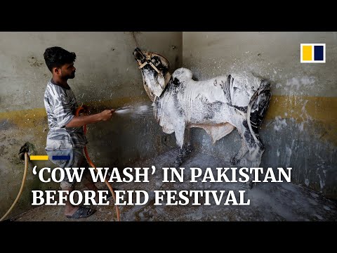 Pakistanis take livestock to ‘cow wash’ ahead of Muslim festival of sacrifice, Eid ul-Adha