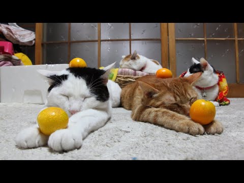 猫の動画サムネイル - かご猫LIVE配信　2025年05月02日