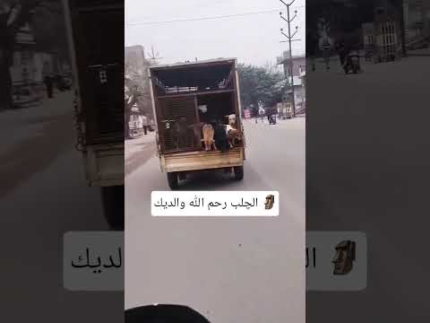 الجلب: الف رحمه على والديك خالي الله يطول عمرك ويرزقك يارب 😂💔🙌🏽