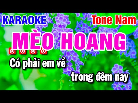 Karaoke Mèo Hoang Nhạc Sống Tone Nam | Beat Huỳnh Anh