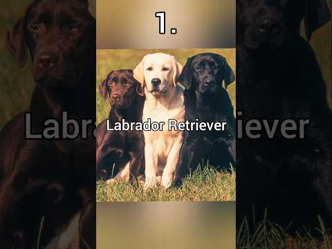 Labrador Retriever 🐕 #dog #dogshorts #top10
