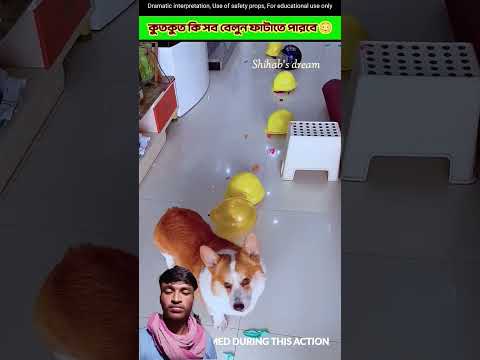 কুতকুত #funny #pets #cutedog #cute #ধাঁধাpoint #funnypets #facts @Shihabsdream
