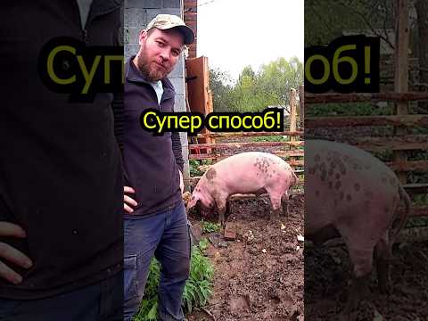 Свиньи пашут огород