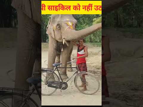 हाथी ने साइकिल को नहीं उठाई #youtubeshorts #animals #viralhathi #elephant #shortsvideo #viralvideos