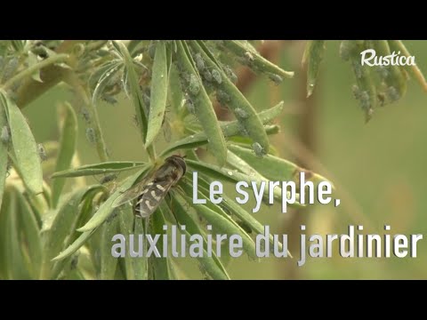 Le syrphe