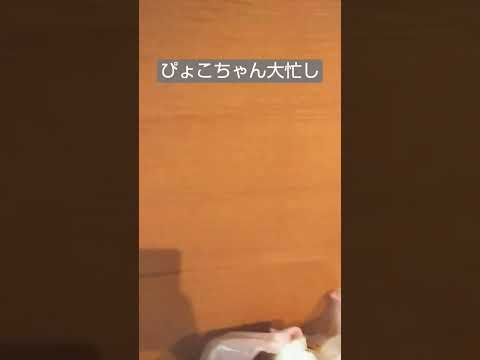 ハロウィンパーティーの準備〜!#モモンガ#そろそろ寿司を食べないと死ぬぜ