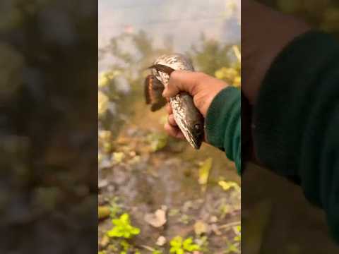 मछली पानी से बाहर कूद गयी #shorts #viral #trending #fish #fishing #snakeheadfish #minivlog #machli