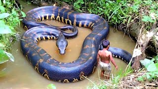 Amazing Rainforest Moment: Nature’s Unexpected Encounters