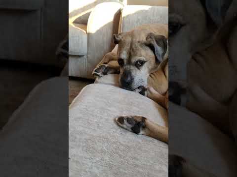 Boxer/Pitbull Sweet Old Girl #BoxerMix #BoxerPitbull #Boxerpup