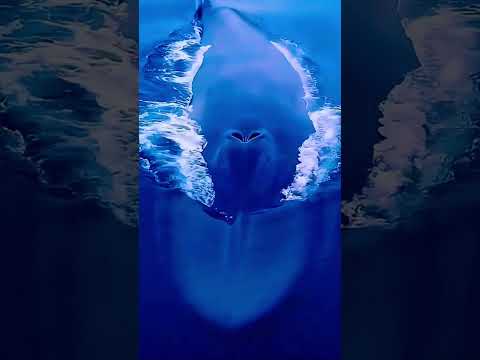 اصوات الحيتان عمرك ماسمعتها قبل كدة