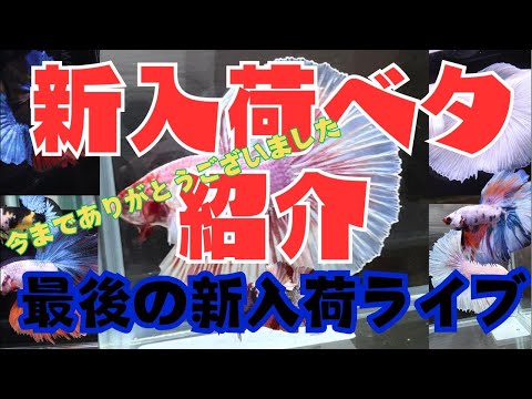 平安最後の新入荷個体紹介ライブ!!今までありがとう!