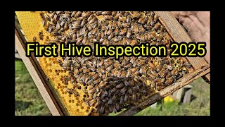 First Hive Inspection 2025
