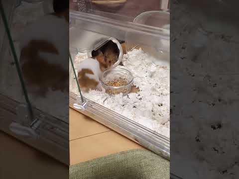 【ゴールデンハムスター】新居を購入しました!