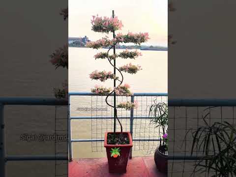 Buganvília perfeita no vaso#dicasdejardinagem #plantas #jardinagem #jardim