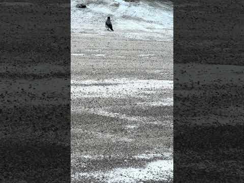 Freezing bird #shortvideo