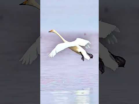 What a great landing technique taught by nature to a bird with clear application of aerodynamics. 🫡