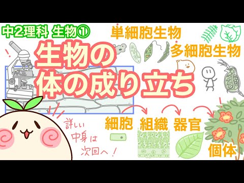 【中2理科b01】生物の体は…細胞でできている！【組織→器官→個体】