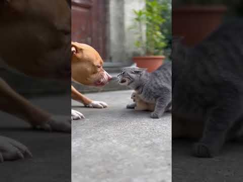 Pitbull vs tiny cat #pitbull #cat #wildlife #dogshorts