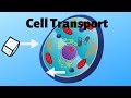 Exploring Cell Transport Mechanisms