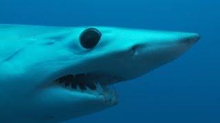 Swimmer Attacked On Video in 2023