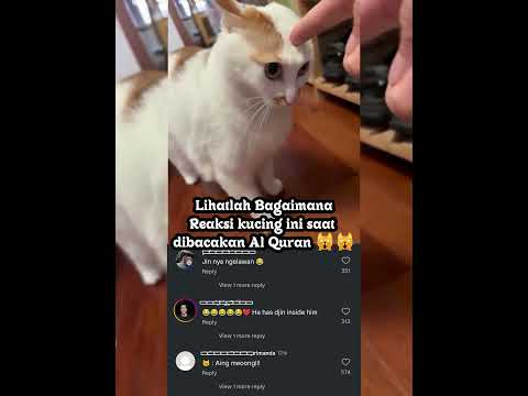 Reaksi kucing saat dibacakan Al Quran. #shorts #cat #alquran #funny