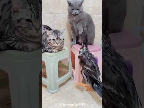 The cat really has a bad temper#cat #catsoftiktok #fyp #fypシ #catlover #funny #pet #foryoupage