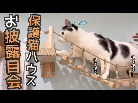 保護猫ハウスがほぼ完成したので皆んなで遊んでみた。