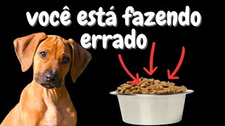 Essa é a FORMA CERTA de dar RAÇÃO