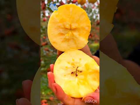 महंगे एप्पल की चोरी ?~mini wood toy- woodworking art skill/ hands craft idea #shorts #mango #apple