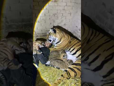 Episode 763: Female tiger love affair with me 😍🤗