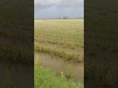 Mưa quá hông đi câu được #fishingmientay #fishing #shorts