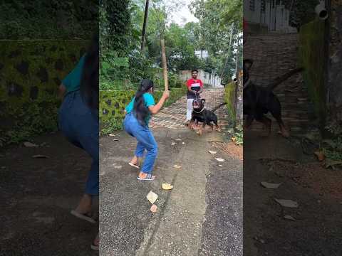 ഇതാണ് ഞങ്ങടെ രാജു GODZILLA… our boy on fire 🔥💥🔥 #dog #pets #rottweiler #dogs #training