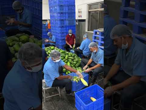 10000 kgs mix veg