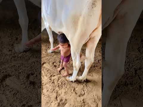 #cowvideos #cow #shortsvideo #cow with masti cow lover baby #viralvideo #trendingshorts #ytshorts❤️