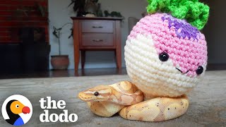 Tiny Ball Python Just Wants To Snuggle With His Mom | The Dodo