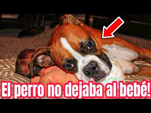 El perro se negaba a dejar al bebé! Los padres llaman a la policía al descubrir por qué.