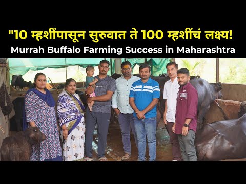 10 म्हशींपासून सुरुवात, फायदा दिसताच नोकरीला केला रामराम! | Murrah Buffalo Farm in Kolhapur