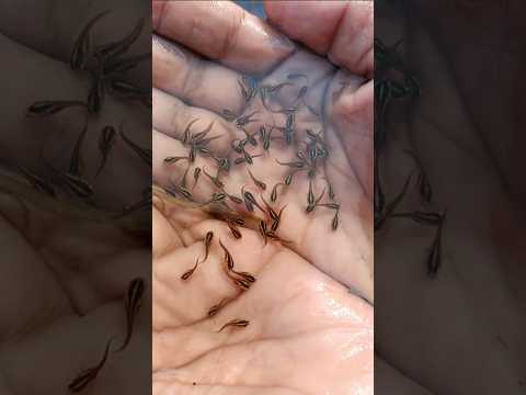 আজ বিল থেকে কতগুলো চেং মাছের বাচ্চা ধরলাম😍🐟(108) bengali village fishing video #fish #minivlog
