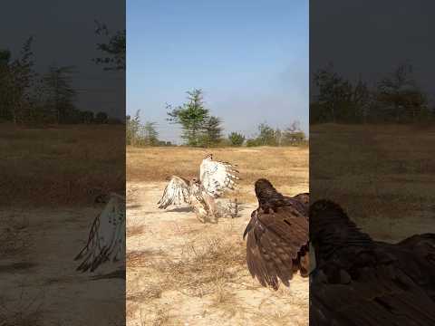 Two of Changeable Hawk Eagle are attacking for food #wildlife