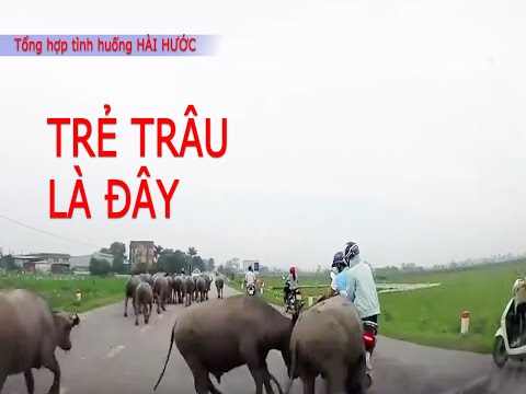 #1- Cười bể bụng những tình huống hài hước lầy lội của động vật| SKTC