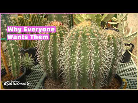 Cool Cactus | Volunteer Gardener