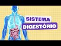 Digestive System Functions and Processes