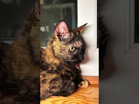 #cat cat is so cute that I want to ( ) thoughts in the comments