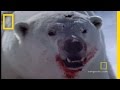 Arctic Fox and Its Survival Strategies