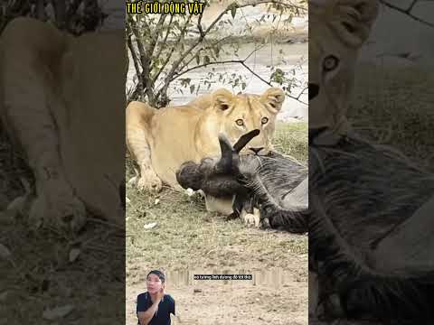 Linh dương giả chết đánh lừa sư tử khiến sư tử cay cú. #shortvideo #shorts  #thegioidongvat.