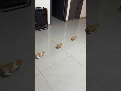 kitten funny video 😂📷#catreaction #funny #catvideos #shaababies #pets #cute #fun