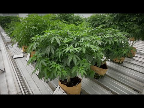 YouTube video thumbnail: What Parents Should Do if Their Child Ingests Cannabis