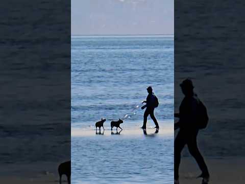 Beach lover and French Bulldogs or Pugs? #doglover #dogs #petlover